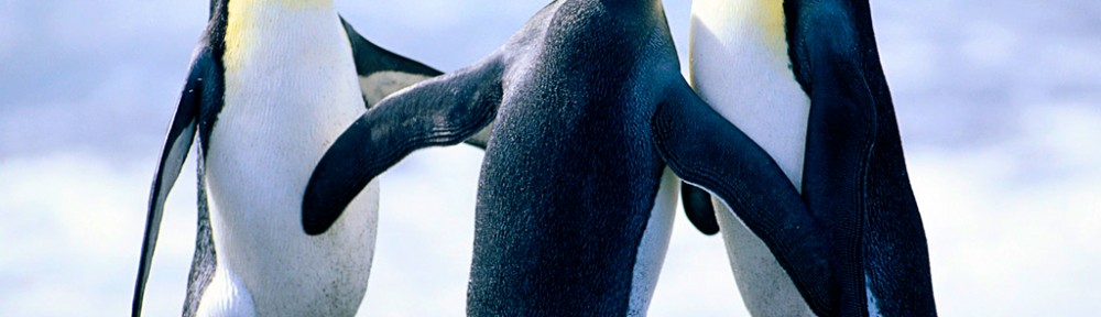 Penguins